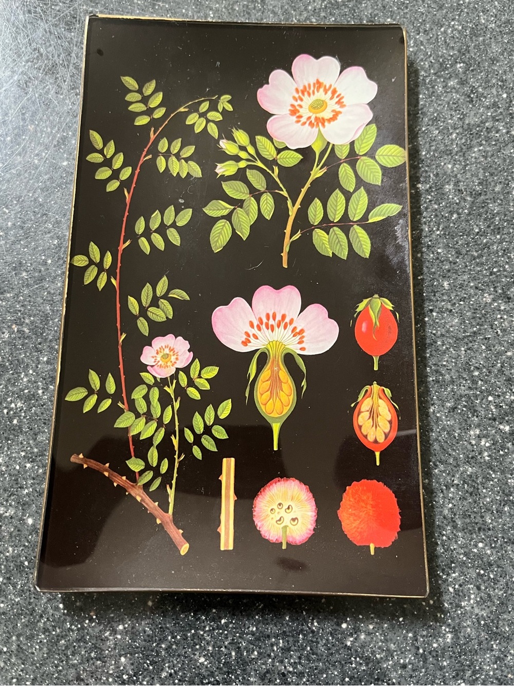 Pottery Barn botanical trinket dish, 5x8, new condition